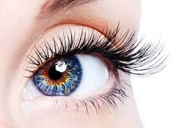 آناتومی چشم اجزای چشم انسان تحقیق در مورد چشم انشا در مورد چشم انسان قرنیه چشم صلبیه چشم انشا چشم زجاجیه چشم